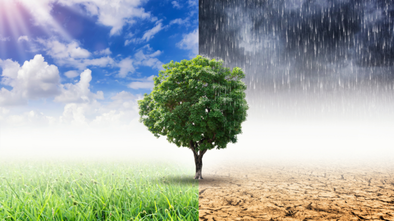 Darstellung eines Baumen - die linke Hälfte auf grünem Gras und blauem Himmel und die rechte Hälfte auf getrocknetem Boden und schwarzem Himmel mit Starkregen.