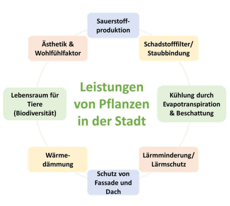 pflanzen_in_der_stadt